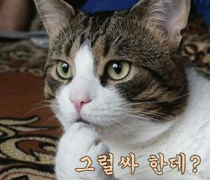 누 이미지
