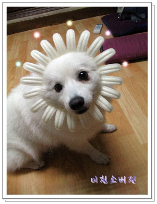이새 이미지